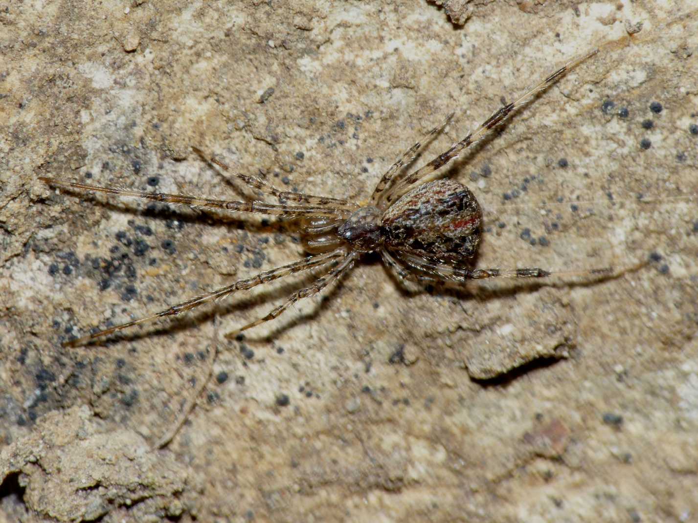 Episinus cf. maculipes